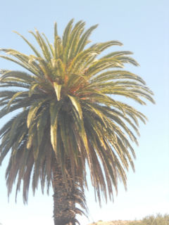 palm tree