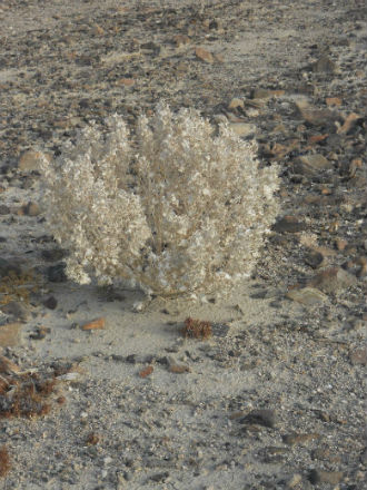 At Location - Desert Life